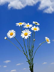 Image showing Wild daisies bouquet