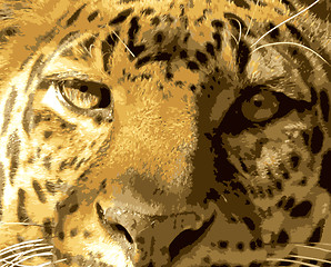 Image showing Close-up Leopard Face Front View 