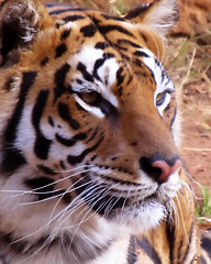 Image showing Close-up Tiger Face Side View Soft Expression 