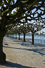 Image showing Rhine promenade in Bonn