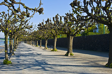 Image showing Rhine promenade in Bonn