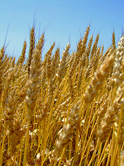 Image showing Wheat ear