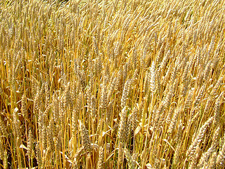 Image showing Wheat field