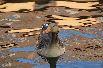 Image showing Duck in a pond