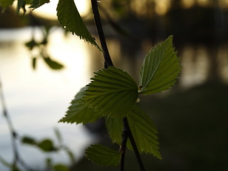 Image showing green leaves