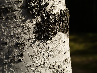 Image showing birch bark