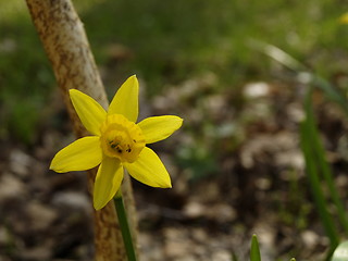 Image showing yellow flower