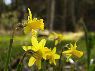 Image showing yellow flowers