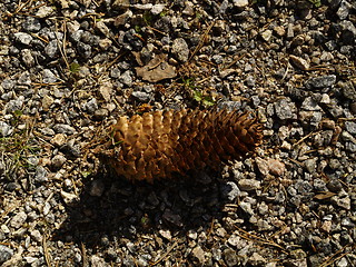 Image showing pine cone