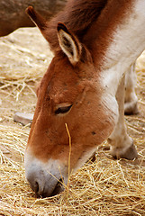 Image showing Przewalski's Horse