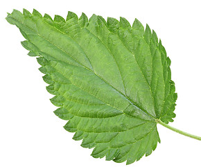 Image showing One green leaf of nettle