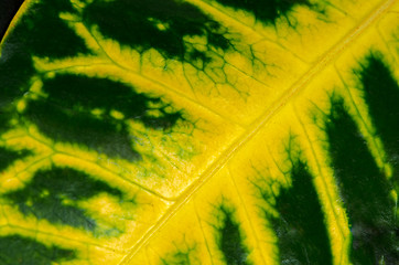 Image showing Green leaf with yellow veins 
