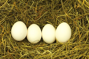 Image showing blank egg in hey