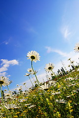 Image showing flower in summer under blue sky