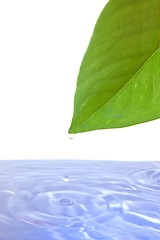 Image showing leaf and water