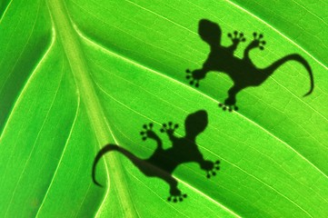 Image showing gecko shadow on leaf