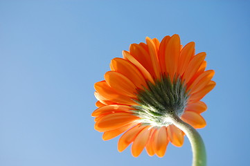 Image showing Gerbera daisy