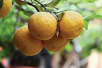 Image showing mandarins