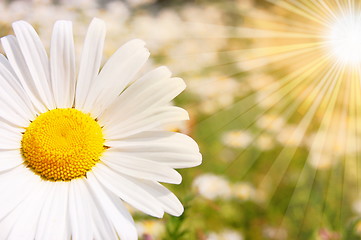 Image showing flower and sun