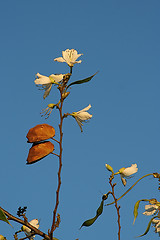 Image showing Paradise flowers