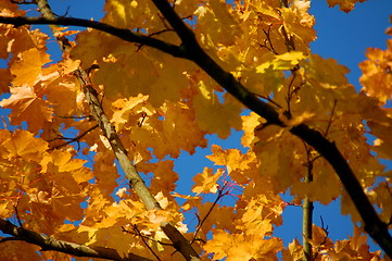 Image showing Fall leaves