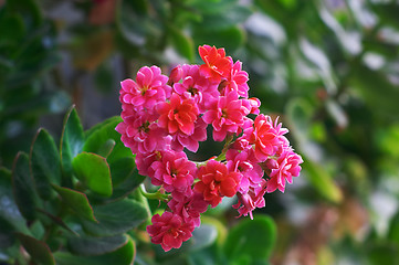 Image showing Pink kalanchoe