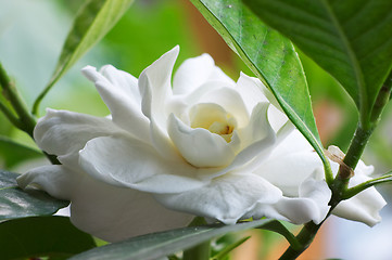 Image showing Gardenia