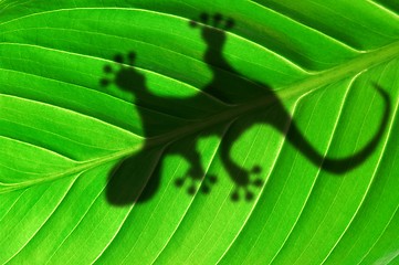 Image showing gecko shadow on leaf