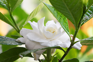 Image showing Wet Gardenia