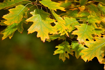 Image showing fall in the park with green trees under blue sky