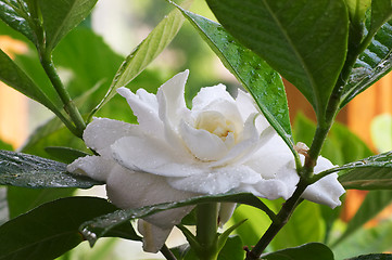 Image showing Wet Gardenia