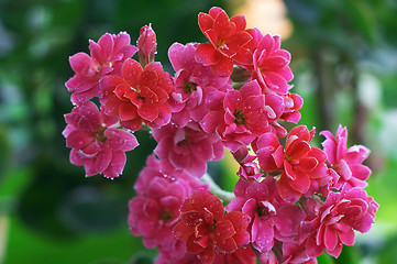 Image showing Drops in the Pink kalanchoe flowers