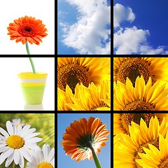 Image showing flower collage