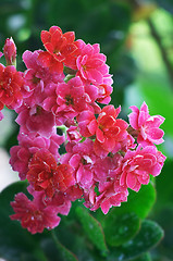 Image showing Drops in the Pink kalanchoe flowers