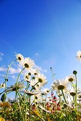 Image showing flowers on meadow in summer