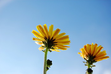 Image showing flower under blue summer sky