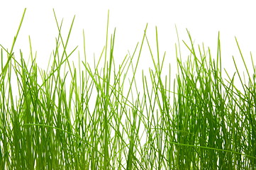 Image showing grass