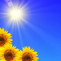 Image showing blue sky and sunflower