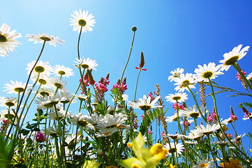 Image showing daisy flower in summer with blue sky