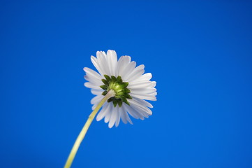 Image showing daisy under blue spring sky