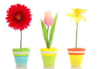 Image showing flowers in pot