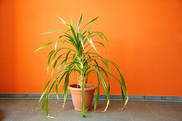 Image showing plant in pot on a orange wall