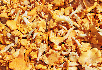 Image showing Chanterelle