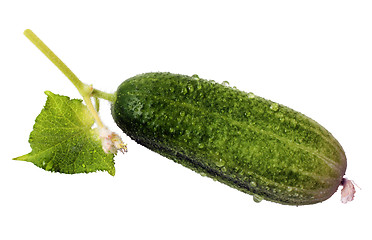 Image showing Green Cucumber