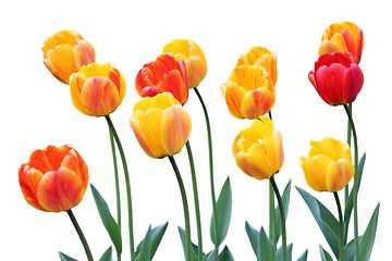 Image showing Red and Yellow Tulips