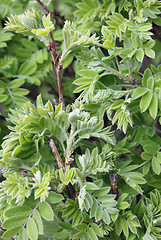 Image showing Acacia Leaves