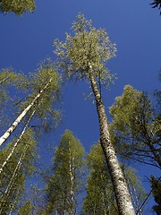 Image showing Tree trunks