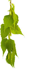 Image showing Birch branch on a white background