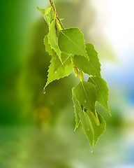 Image showing leaves of birch and sunny day