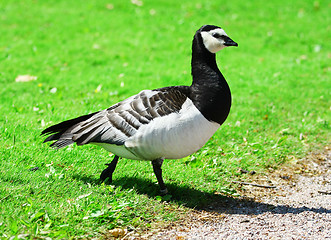 Image showing Canadian Goose 